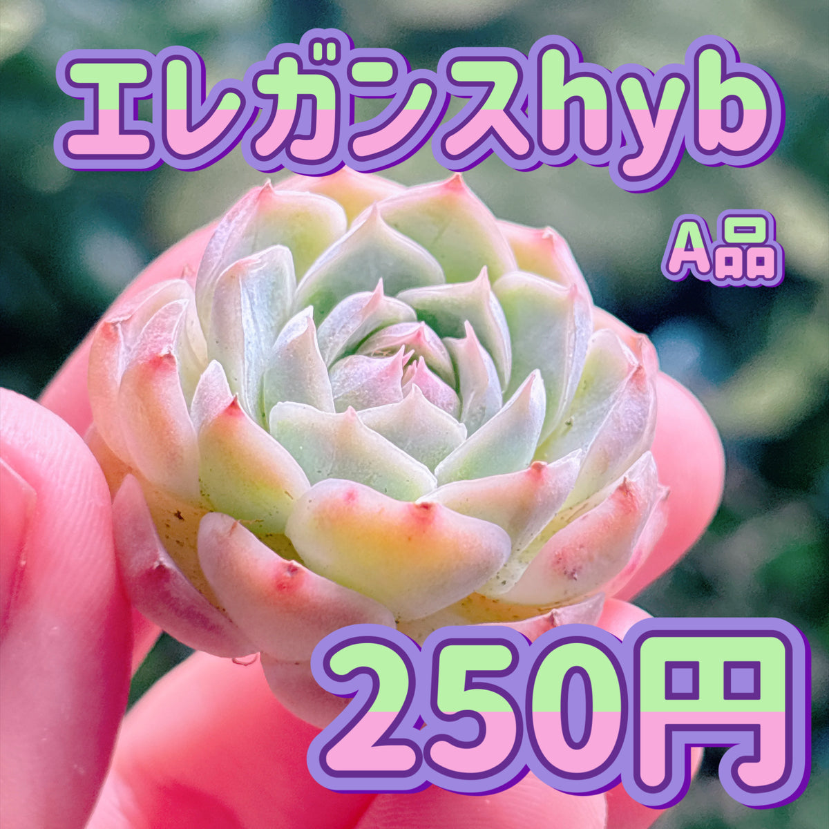 エレガンスhyb　A品　カット苗