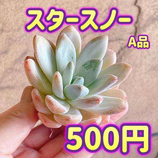 スタースノー　A品　カット苗