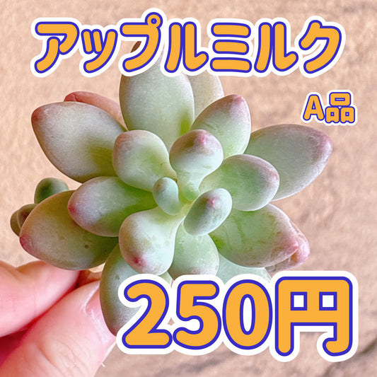 アップルミルク　A品　カット苗