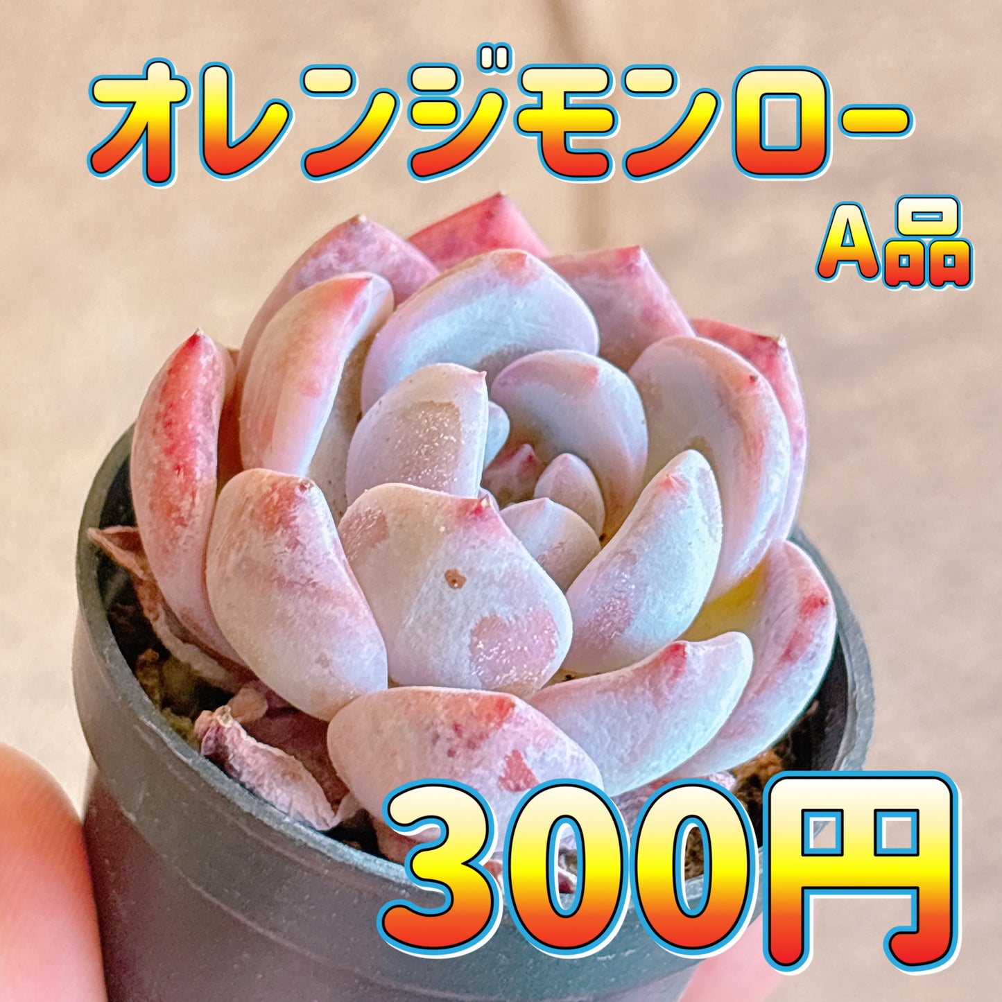 オレンジモンロー　A品　根付き苗