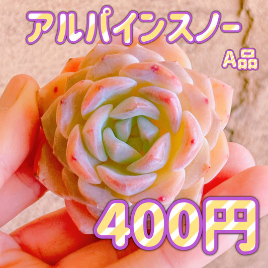 アルパインスノー　A品　カット苗