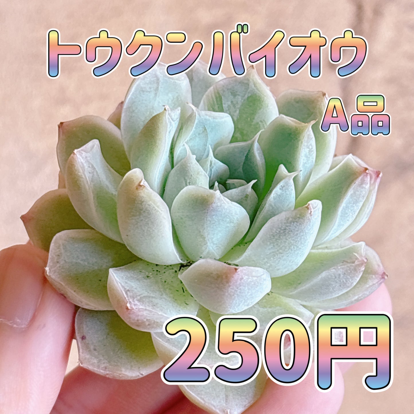 トウクンバイオウ　A品　カット苗