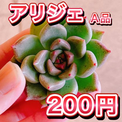 アリジェ　A品　カット苗