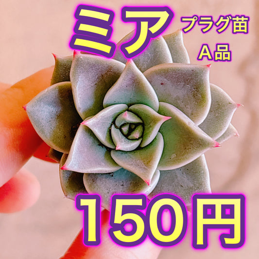 ミア　A品　プラグ苗