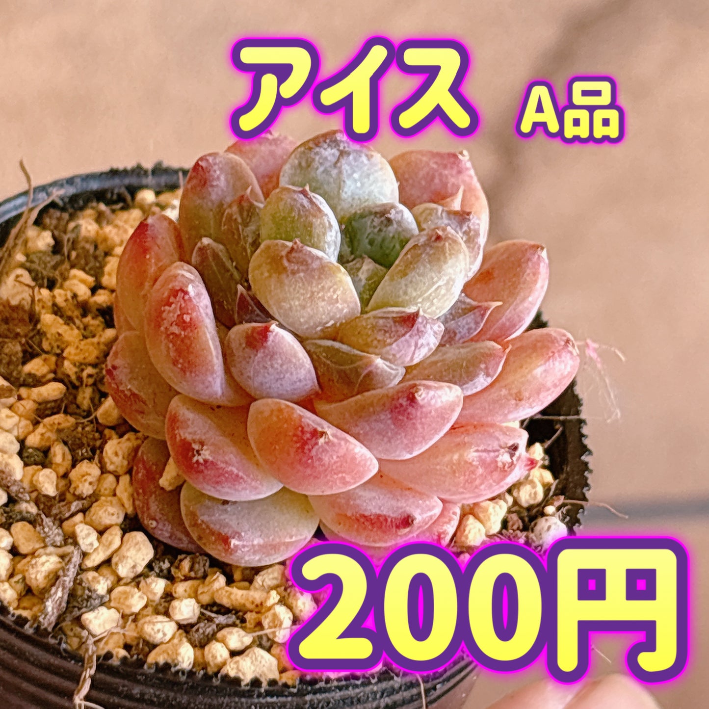 アイス　A品　根付き苗