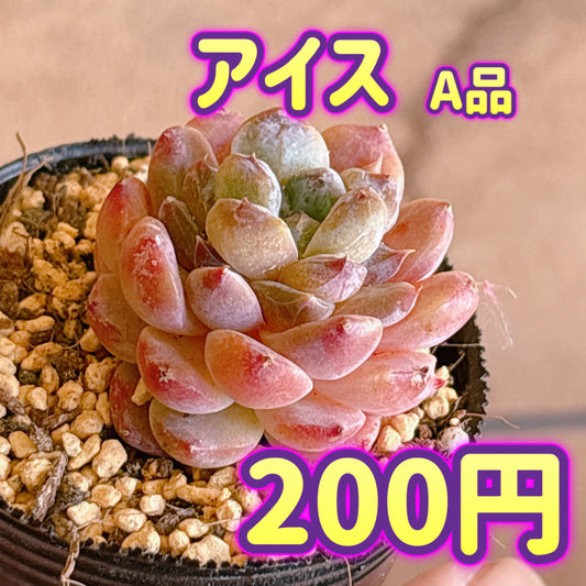 アイス　A品　根付き苗