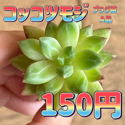 コッコツモジ　A品　プラグ苗