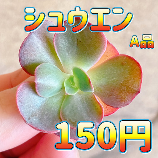シュウエン　A品　カット苗