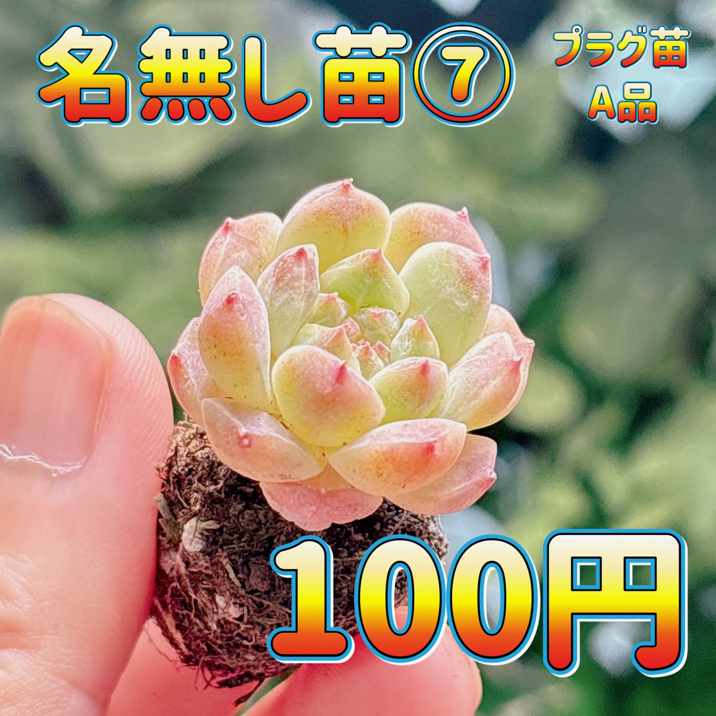 名無し苗７　A品　プラグ苗
