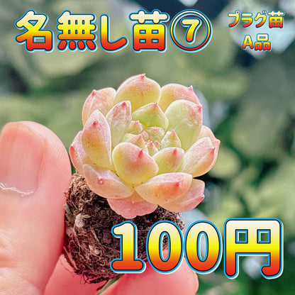 名無し苗７　A品　プラグ苗