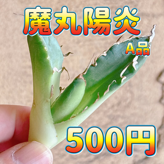 魔丸陽炎　A品　カット苗