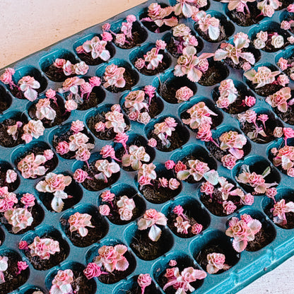 アトランティス　A品　プラグ苗