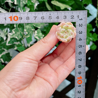 名無し苗７　A品　プラグ苗