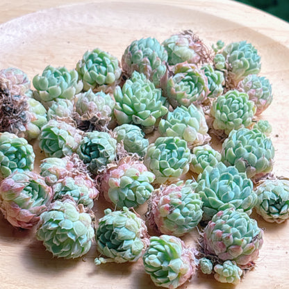 ボールオブファット　A品　カット苗