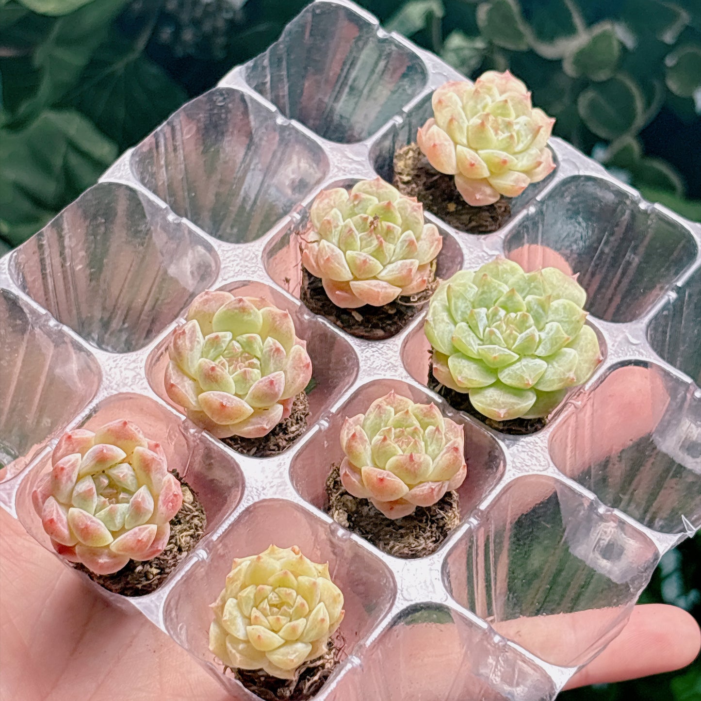 名無し苗７　A品　プラグ苗
