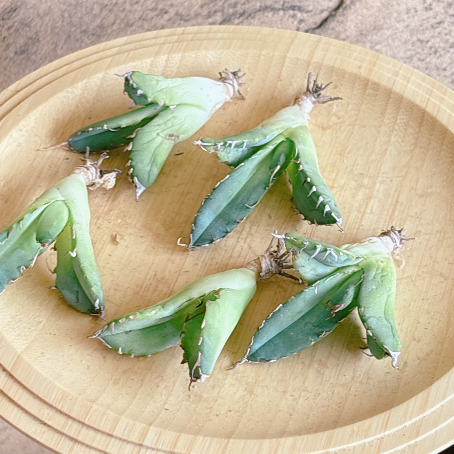 魔丸陽炎　A品　カット苗