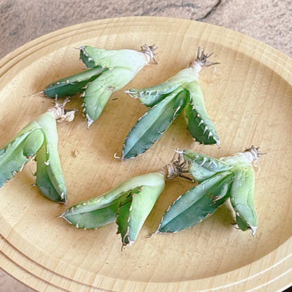 魔丸陽炎　A品　カット苗