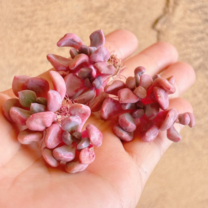 キューピット　A品　カット苗