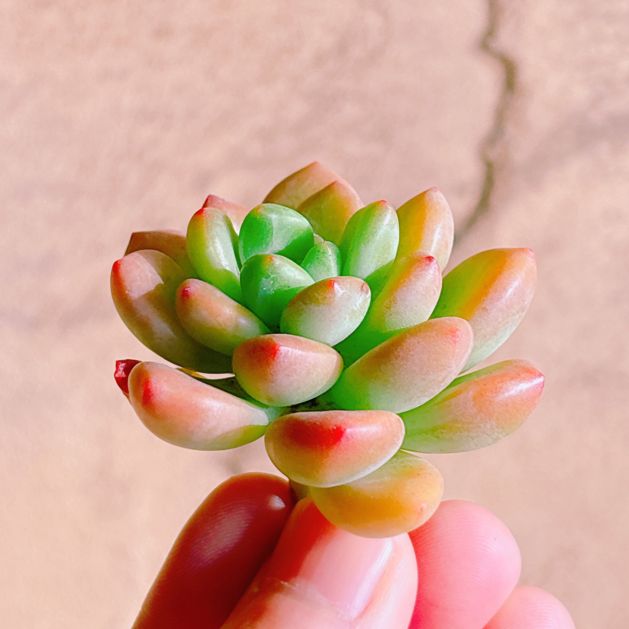 シャングリラ A品 カット苗 – Bull Succulent