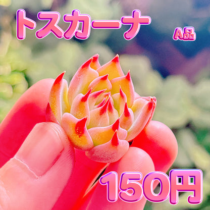 トスカーナ　A品　カット苗