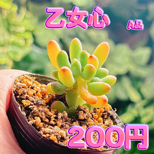 乙女心　A品　根付き苗