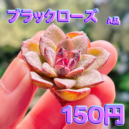 ブラックローズ　A品　カット苗