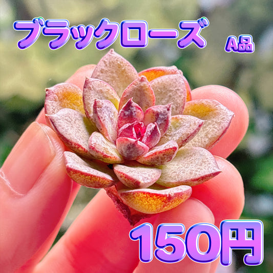 ブラックローズ　A品　カット苗