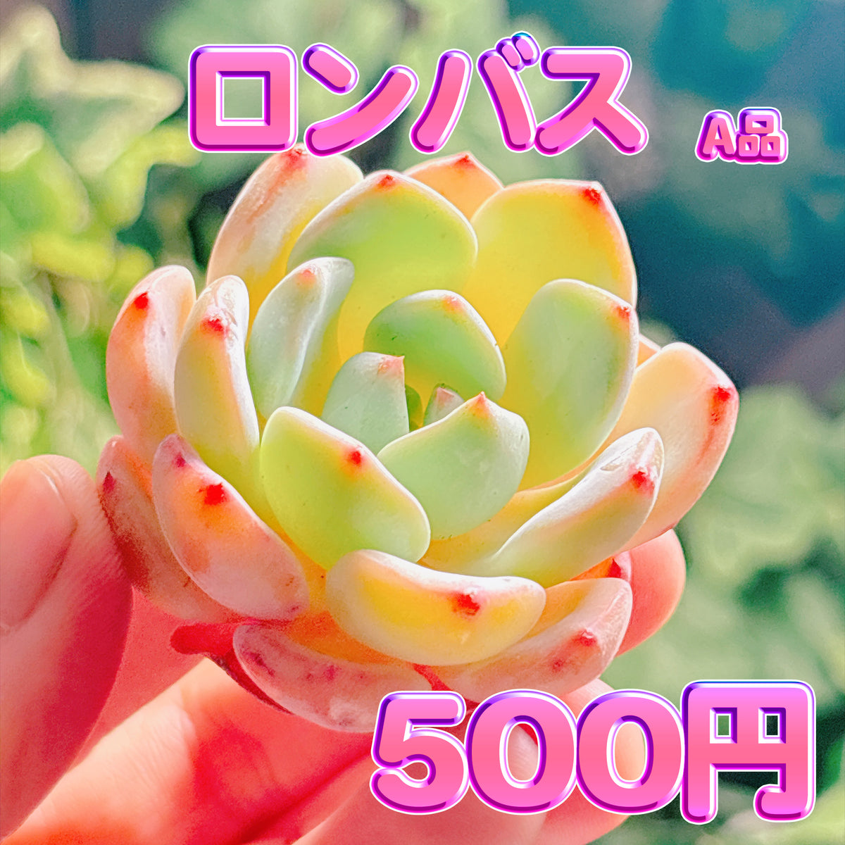 ロンバス　A品　カット苗