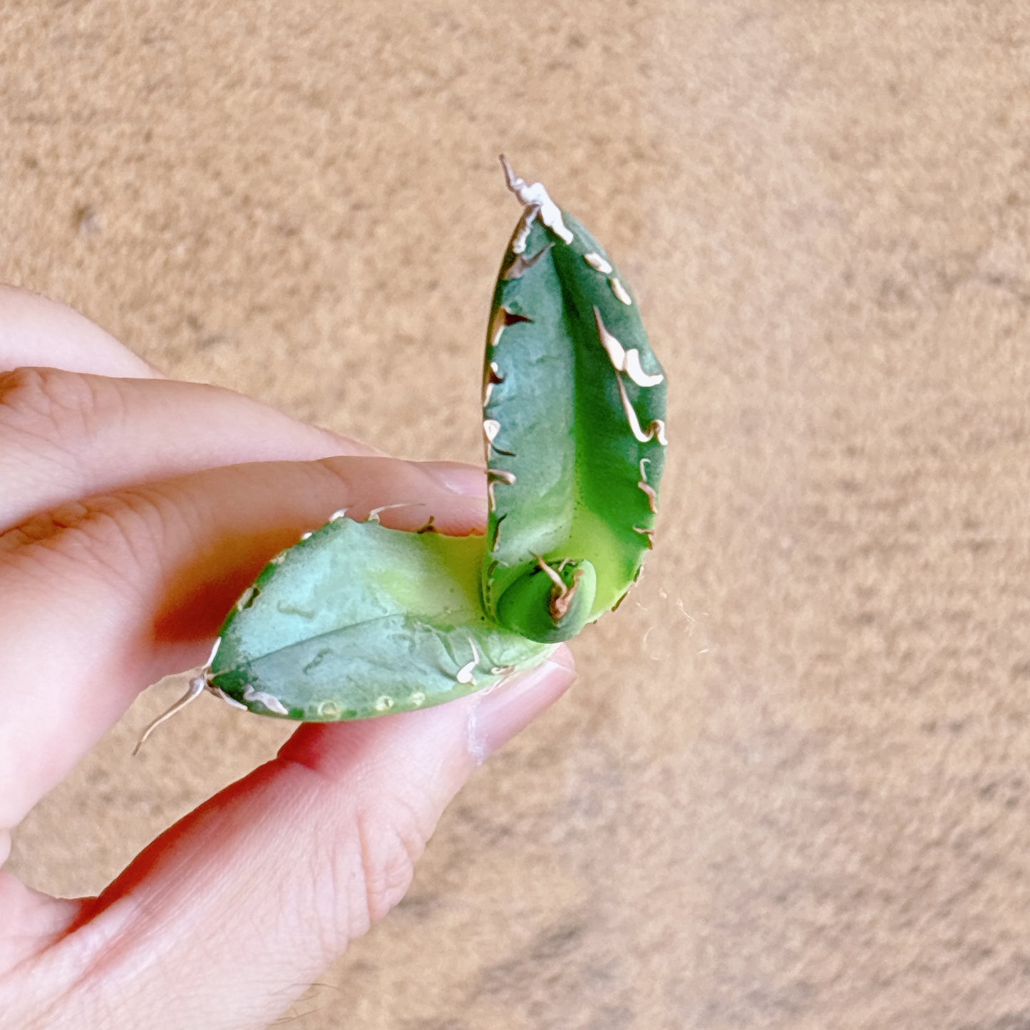 魔丸陽炎　A品　カット苗