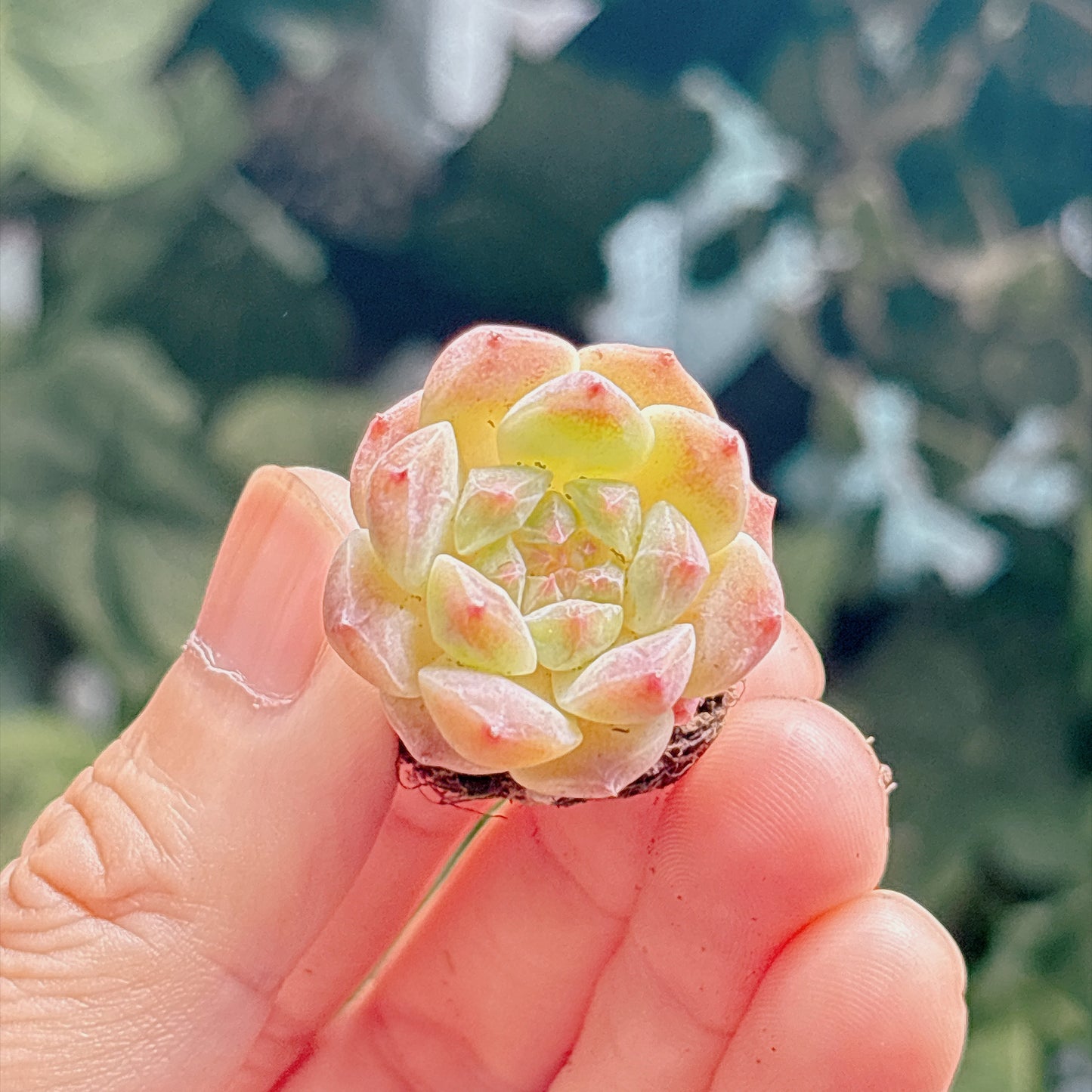 名無し苗７　A品　プラグ苗
