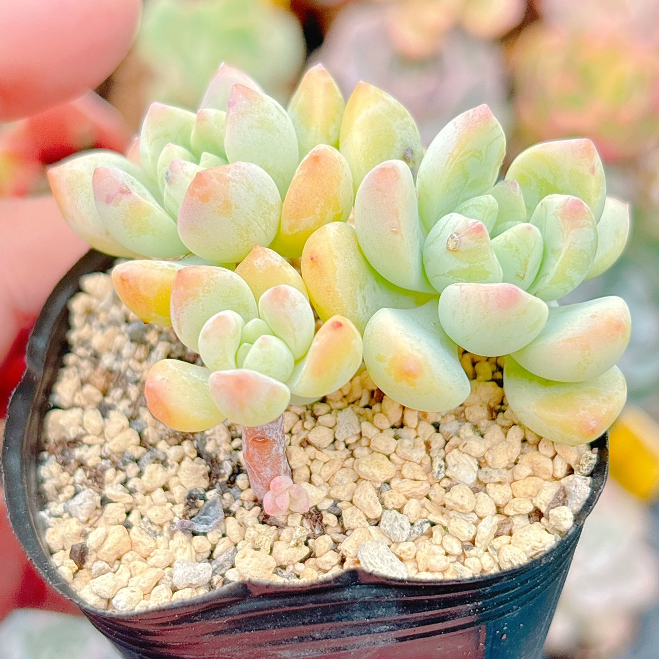 氷の花　A品　26