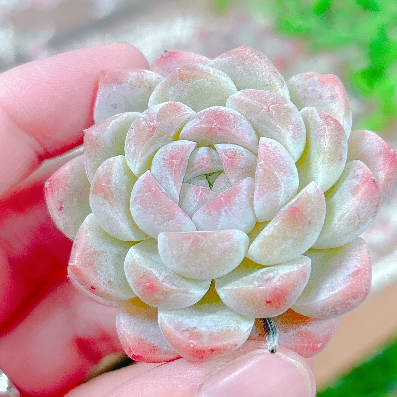 多肉☆白桃ソーダ・４苗・抜き苗 R*_様 白桃ソーダ 抜き苗 エケベリア 多肉植物 - メルカリ