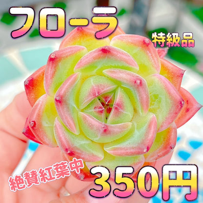 フローラ　特級品