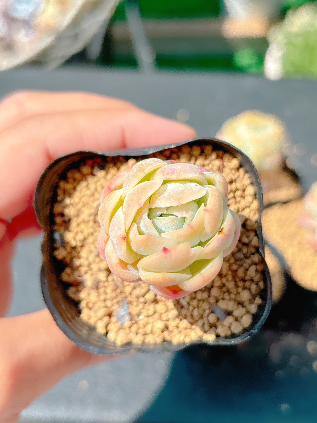 ツインベリー　A品