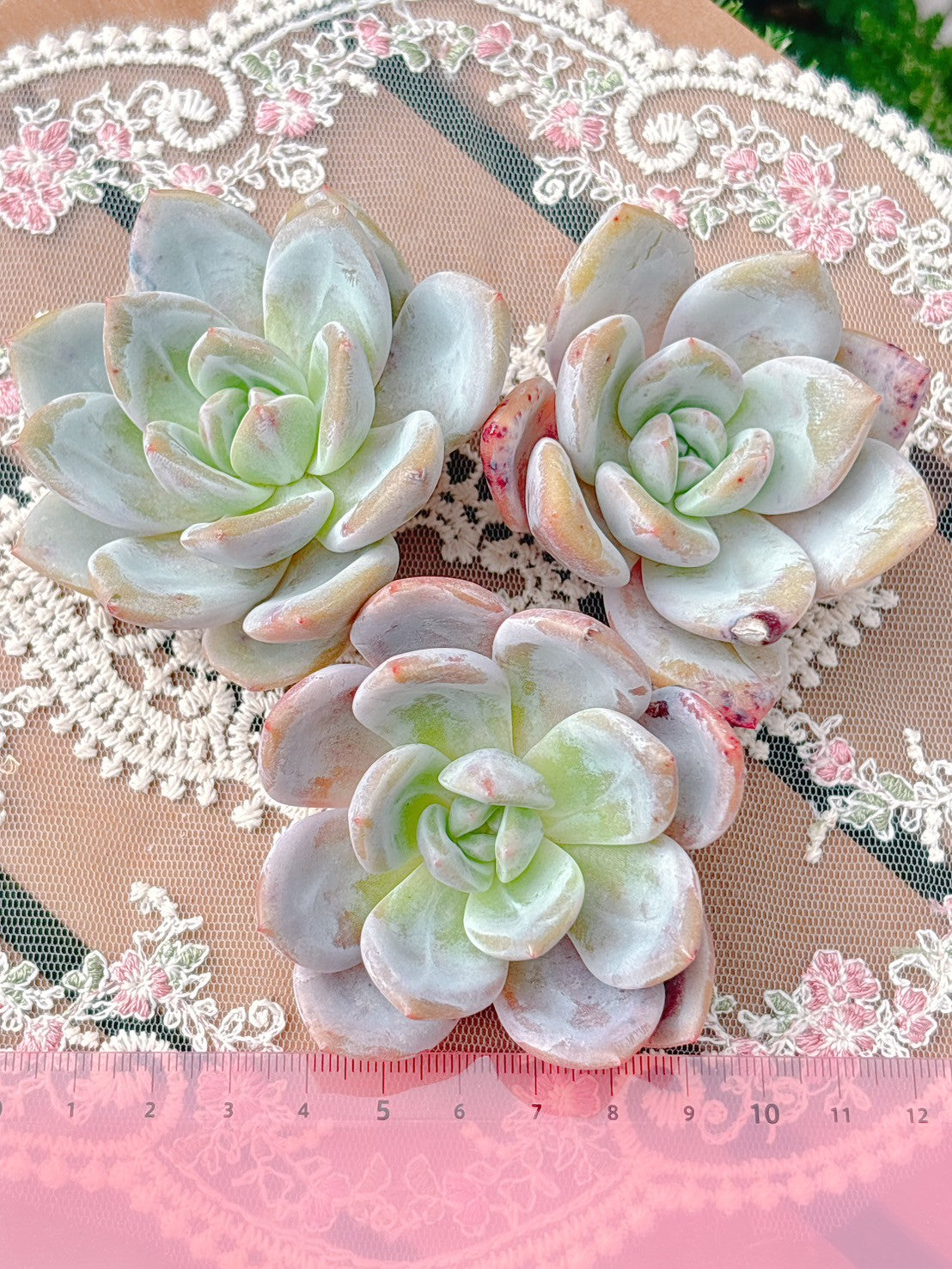 モンロー×シャンペーン　A品