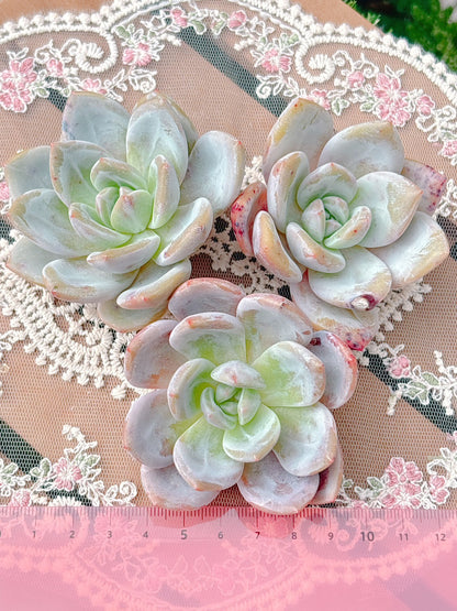 モンロー×シャンペーン　A品