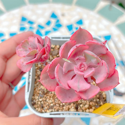 ビヨンセ錦　A品　19