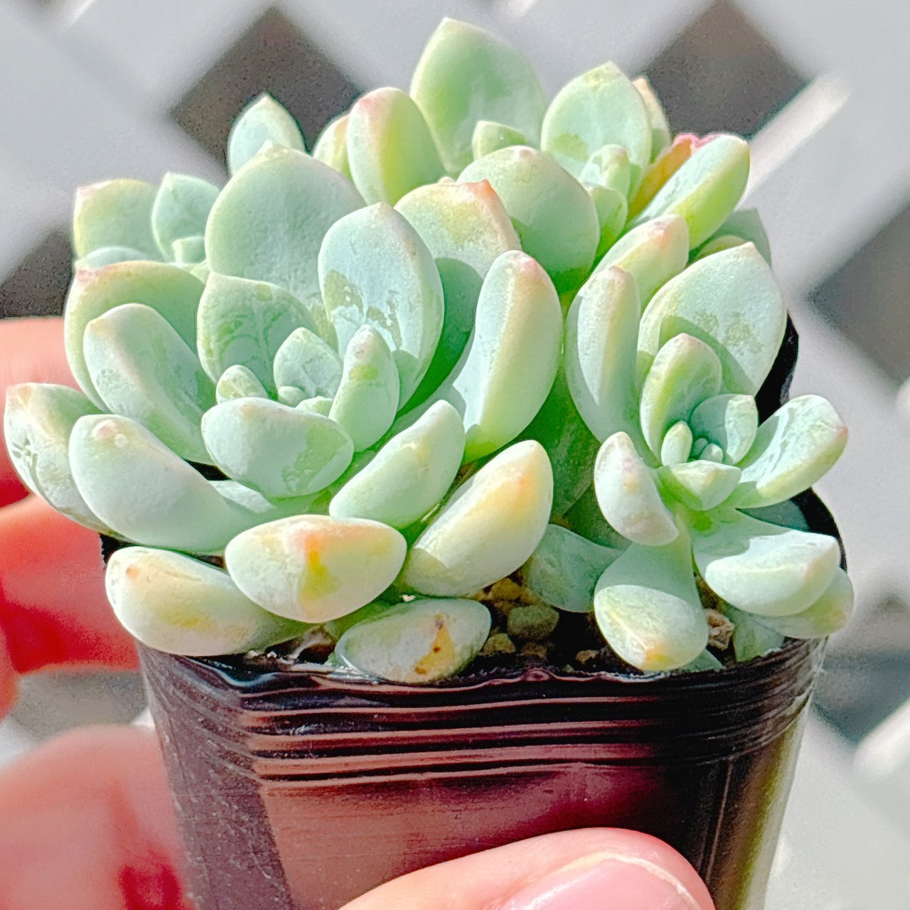 氷の花　A品