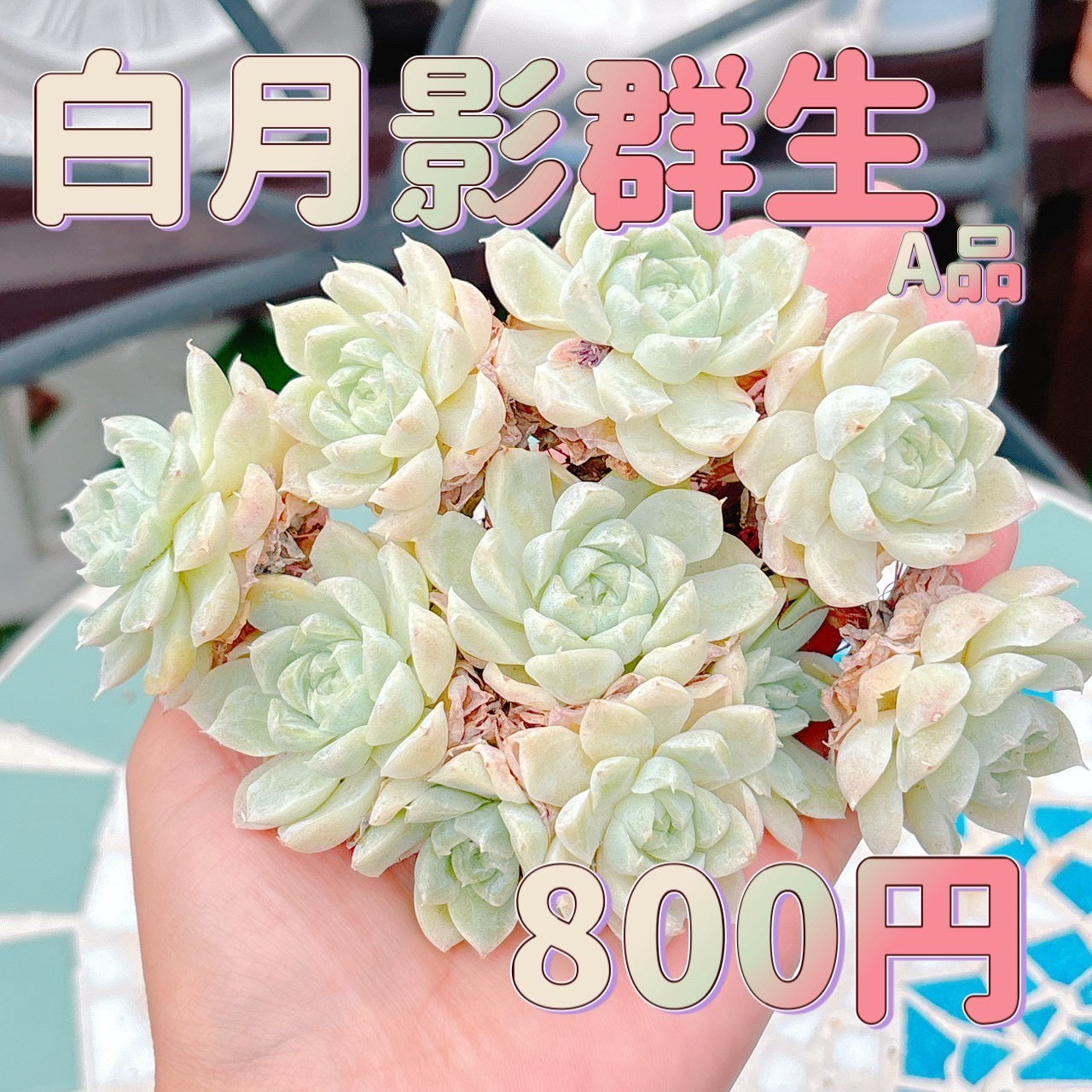 白月影群生　A品
