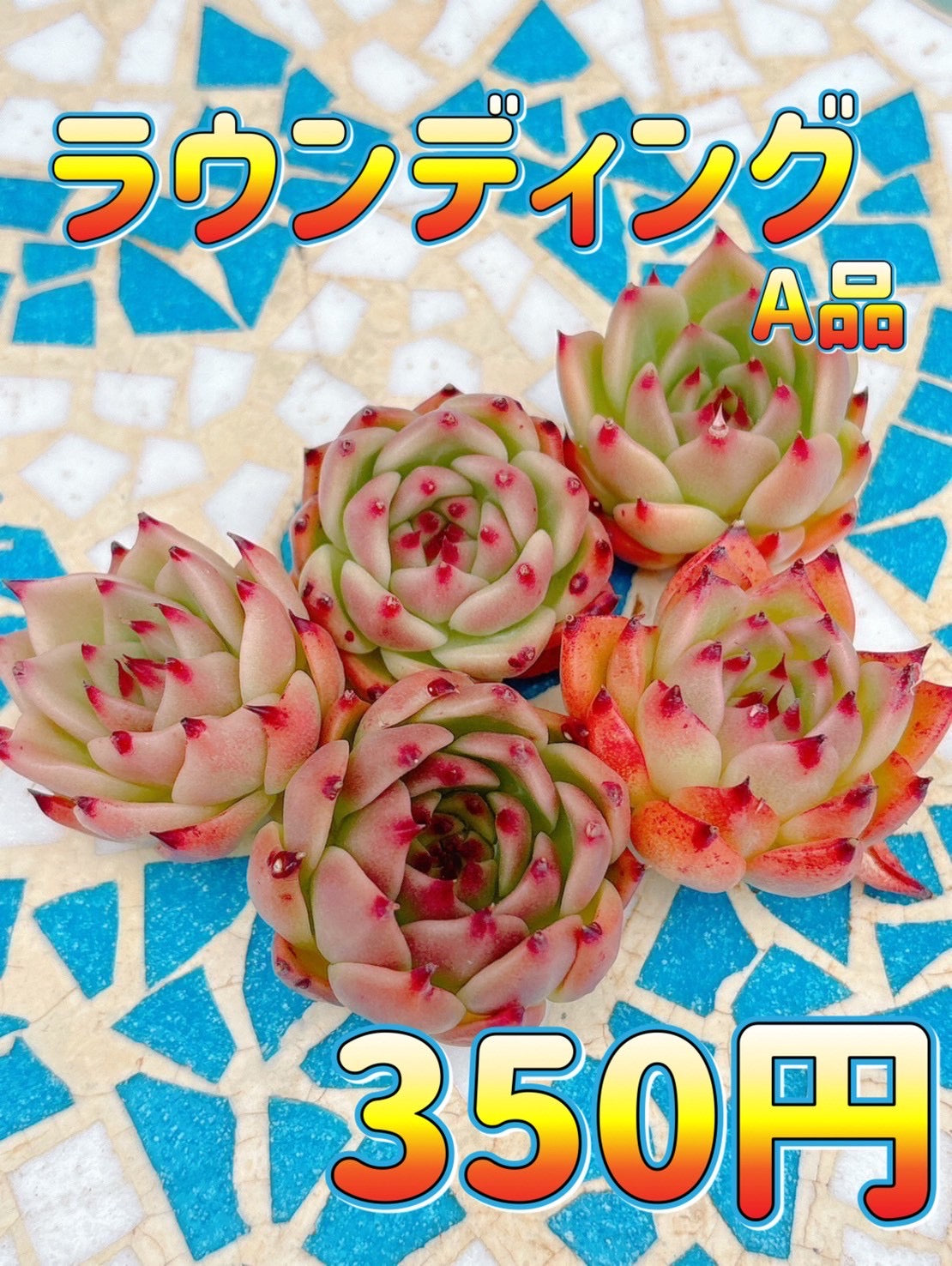 ラウンディング　A品
