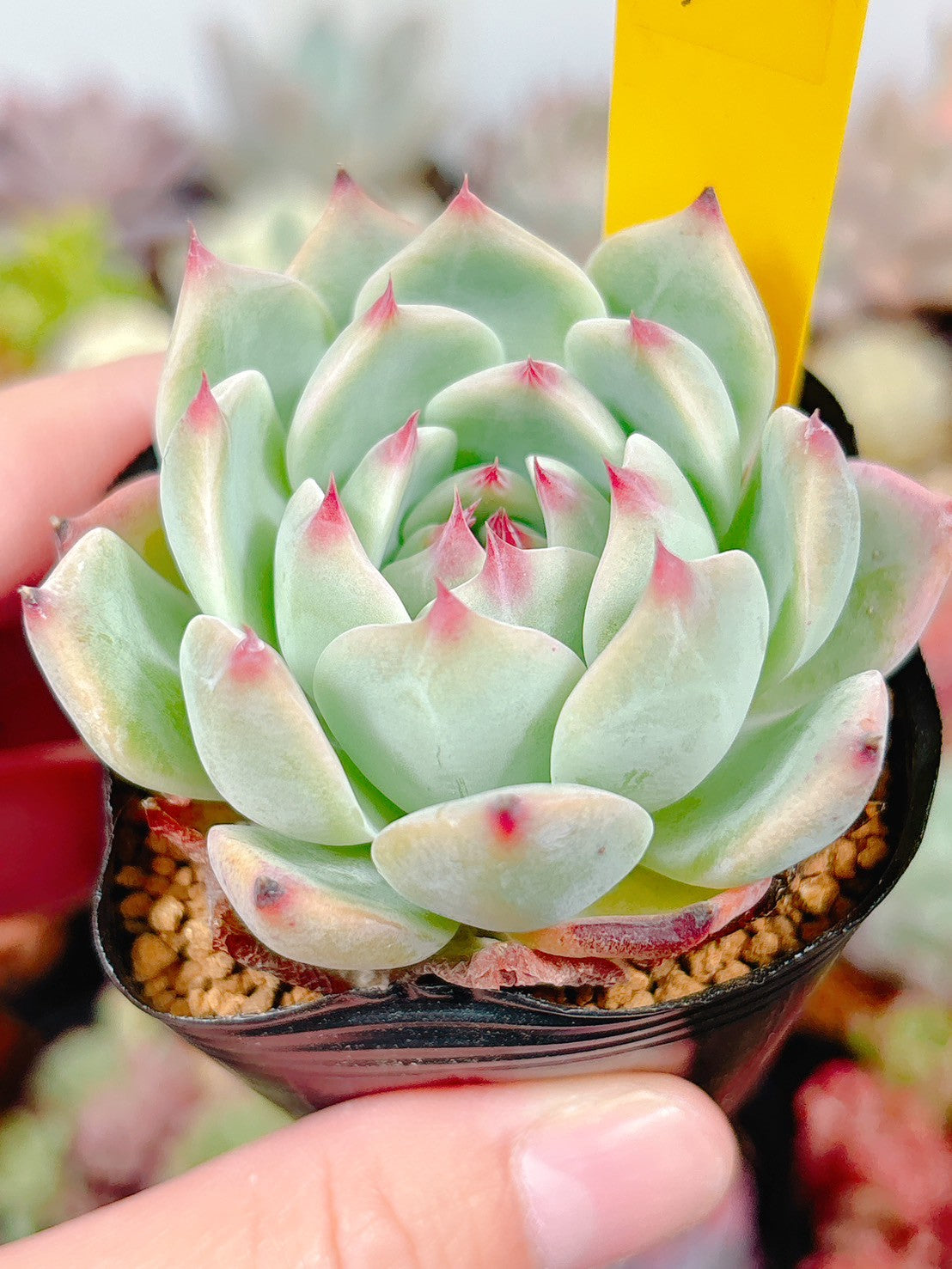 多肉植物寄せ植え横長 ライトパ－プル 多肉植物 osh25plant 通販