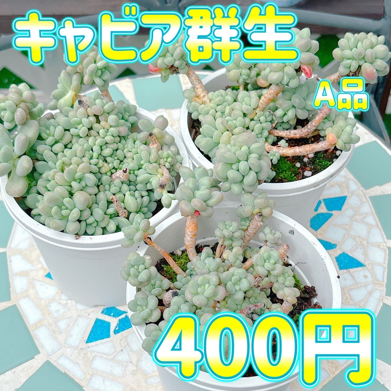 キャビア　A品