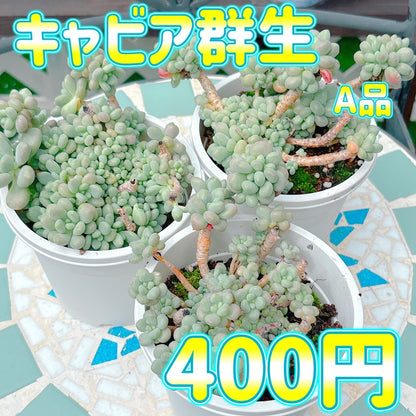 キャビア　A品