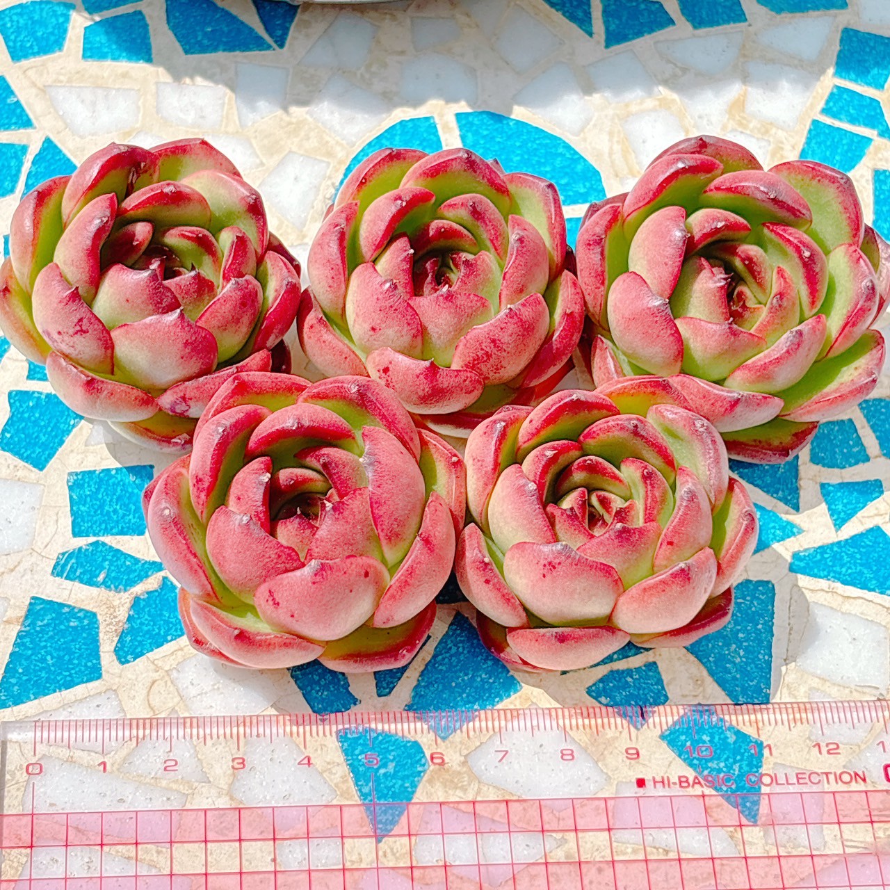 マルボロ　A品