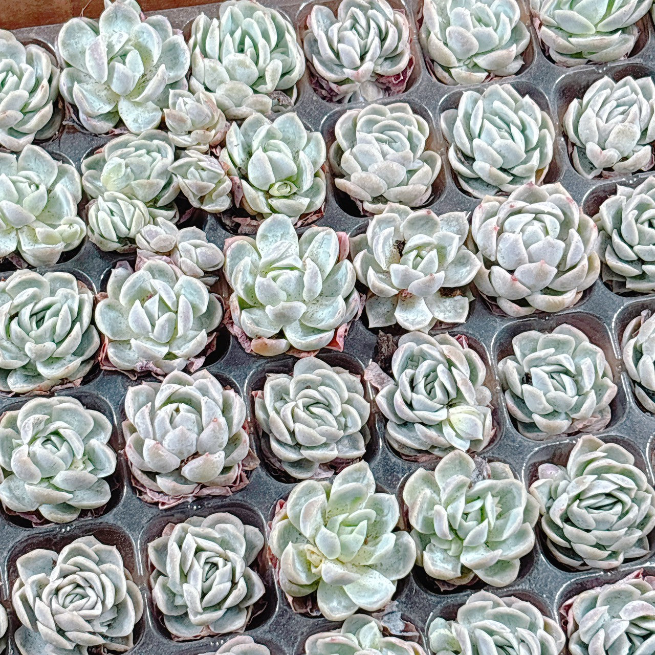 エケベリア – Bull Succulent エケベリア – Bull Succulent
