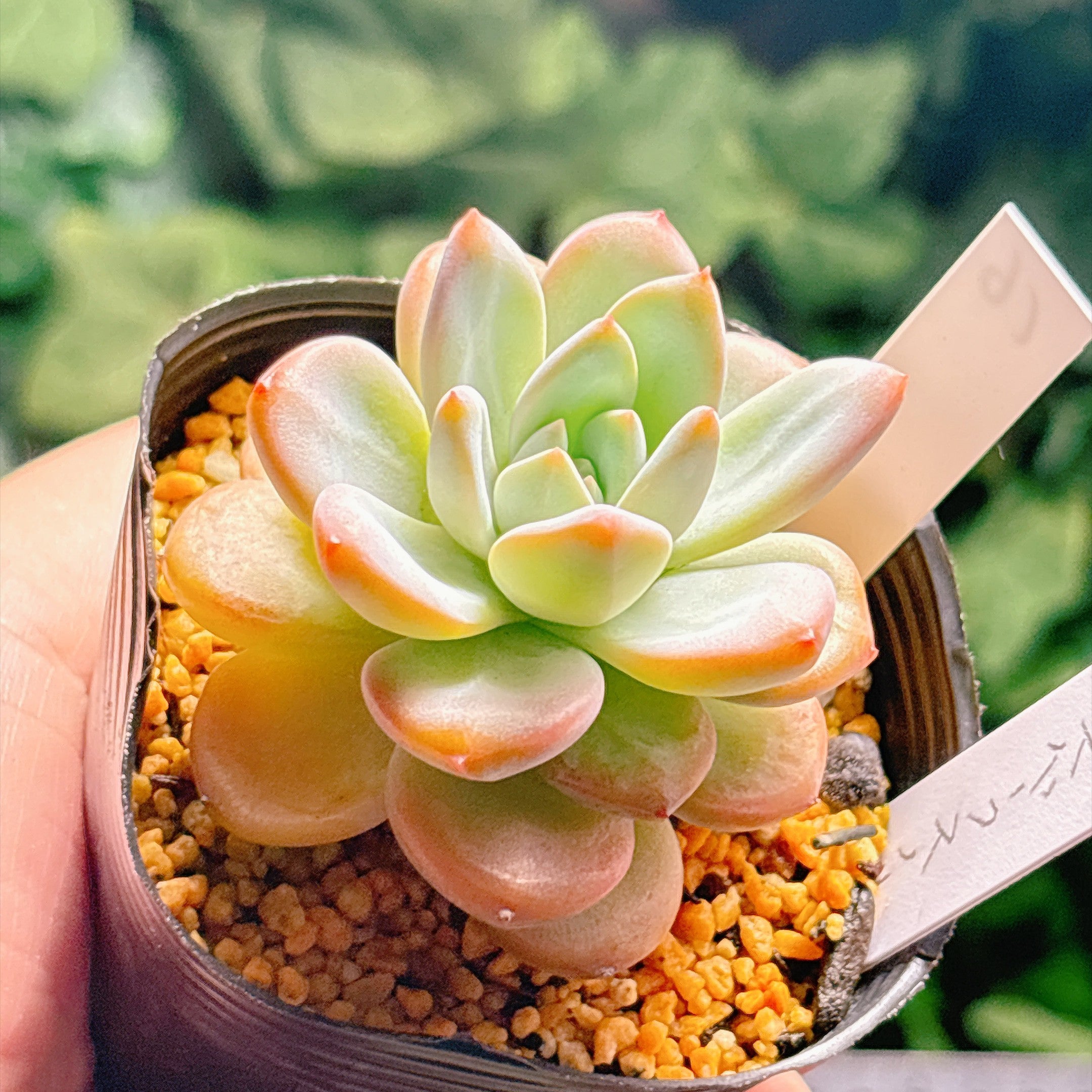 多肉植物の販売・通販サイト | Bull Succulent(ブルサキュレント)