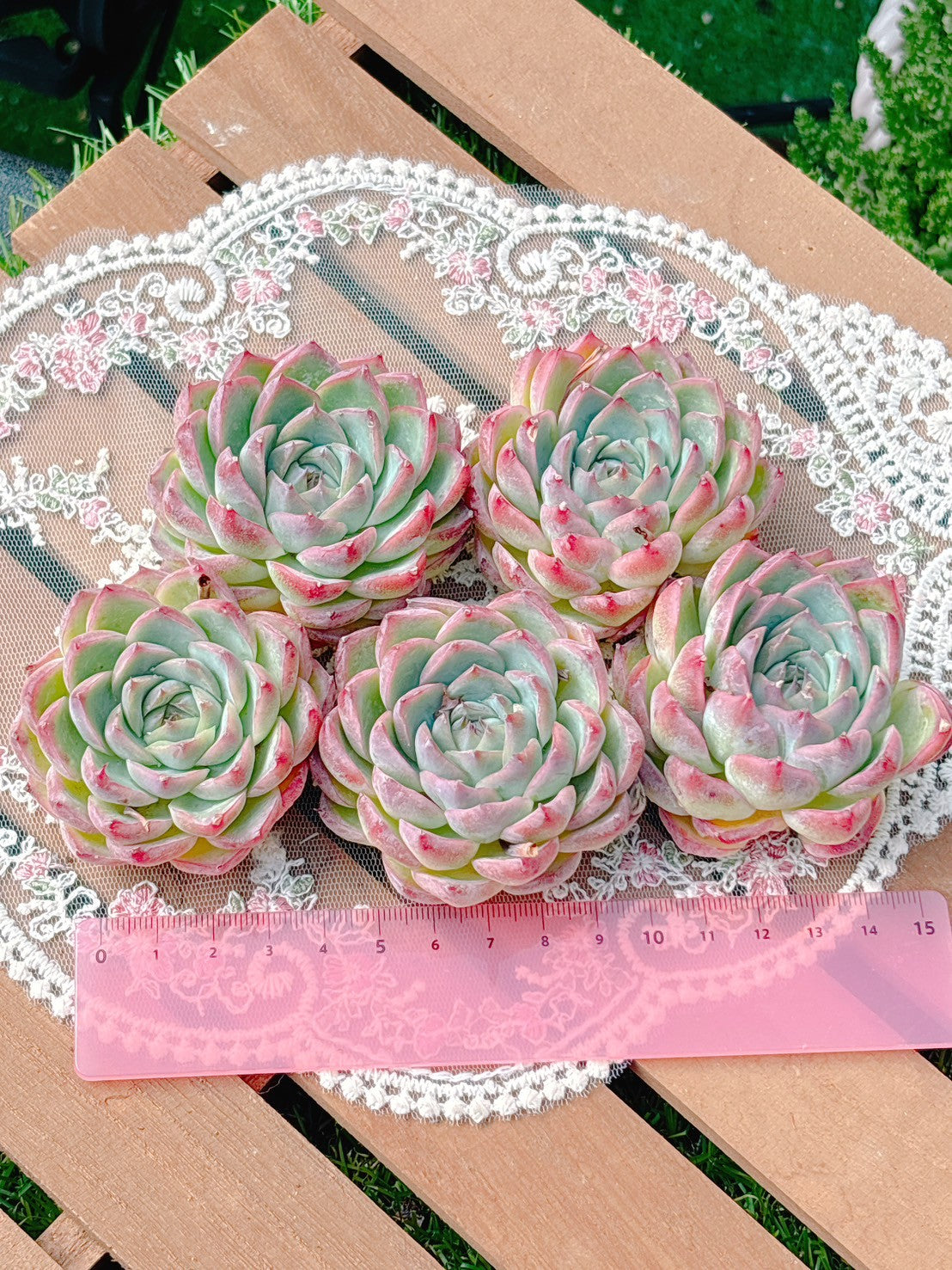 ピンククリスタルローズ　 特級品