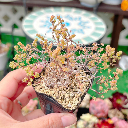 ドロサンテマム　紅宝石　B品　40