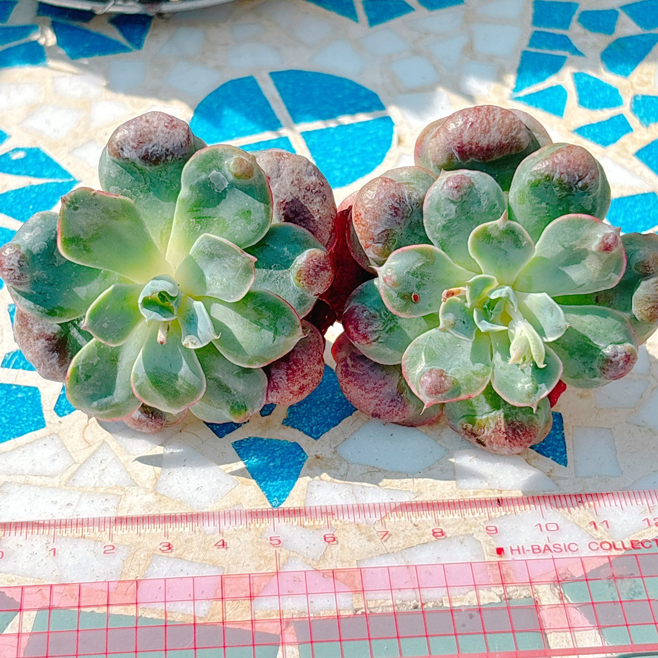 レインドロップ　A品