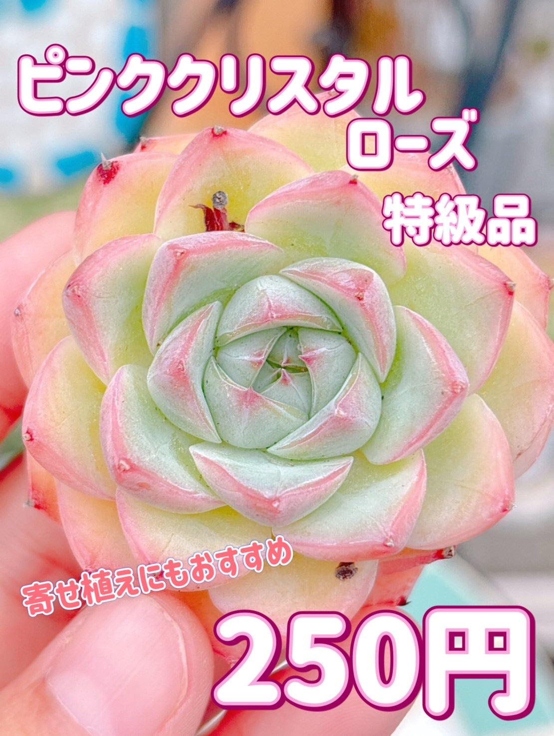 ピンククリスタルローズ　特級品